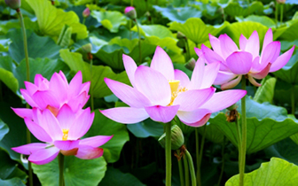 những trái tim thân ái